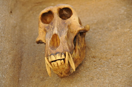 cráneo, animal, cabeza, hueso del cráneo