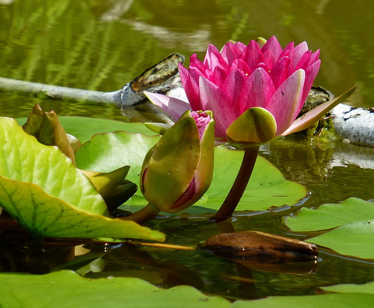 water lily, garden pond, aquatic plant, red, nature, flower, water