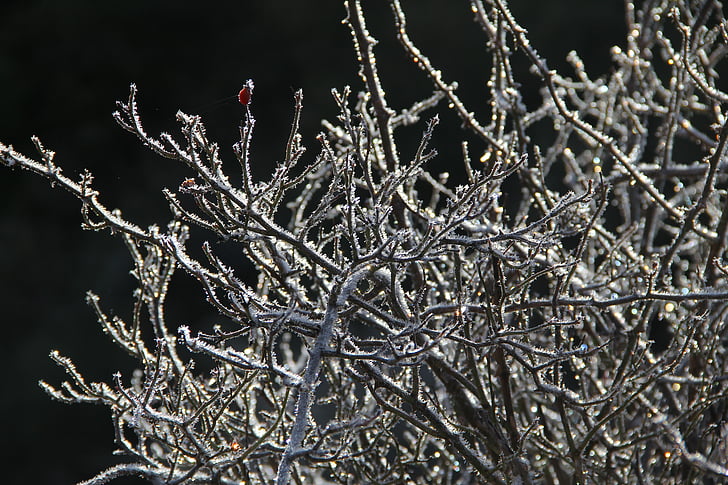 arbre, fred, natura, gelades, l'hivern, temperatura freda, neu