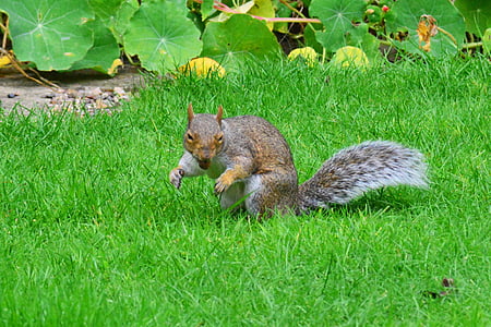 esquirol gris, femella a la seva boca, rosegador, esquirol, animal, mamífer, herba