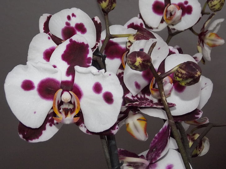 Orchid, lill, valge, lilla, taim