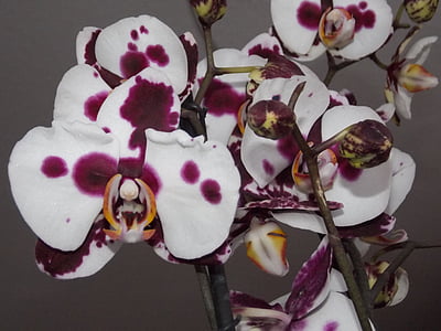 орхидея, цвете, бял виолетов, растителна