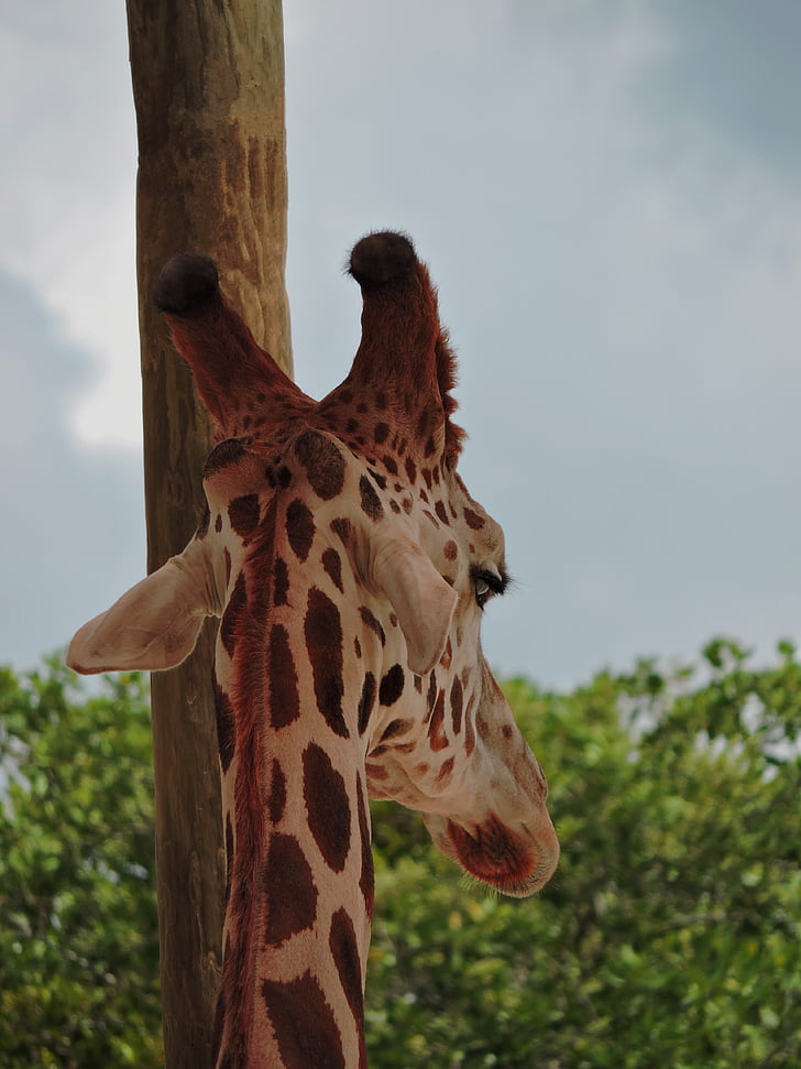 žirafe, garš, plankumi, garš, kakla, liels, acis