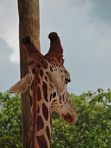 giraffe, tall, spots, long, neck, big, eyes