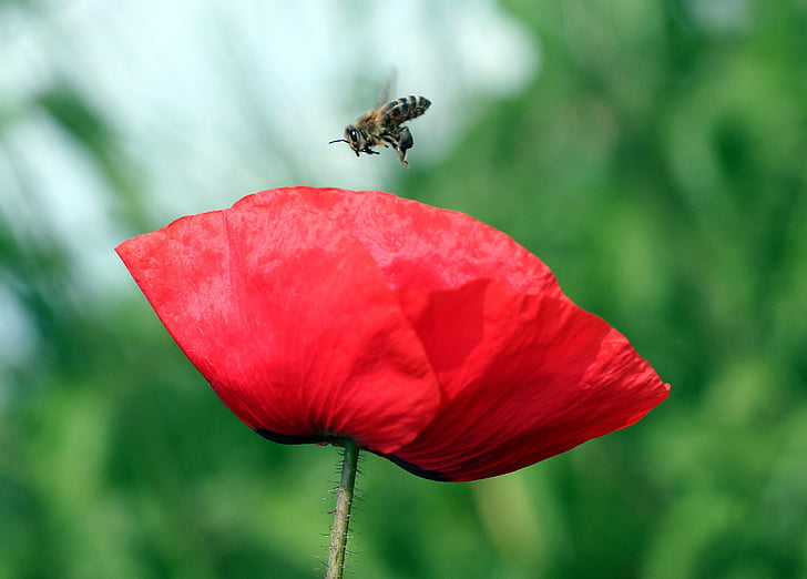 flower, poppy, petals, rod, bee, insect, nature