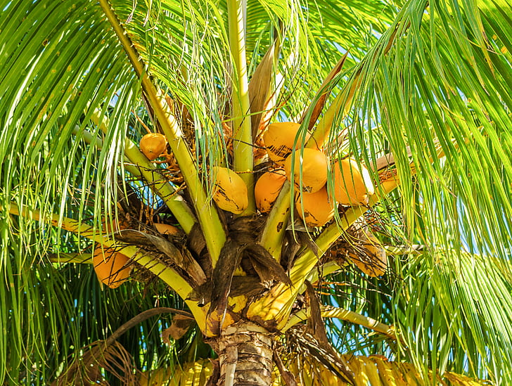 arbre de coco, Cocoter, fruita, tropical, fruits tropicals, coco, planta