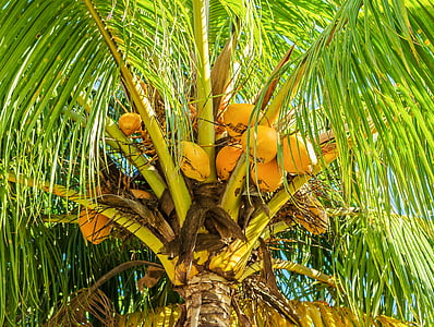 coconut tree, coconut palm, fruit, tropical, tropical fruit, coconut, plant