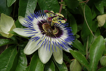 Passiflora, cvijet, pčela, vrt, priroda