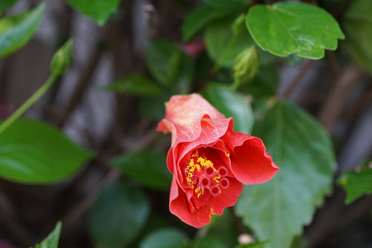 Hibiscus, blomst, rød
