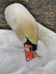 swan, swans, water bird, bird, animal, animals, bill