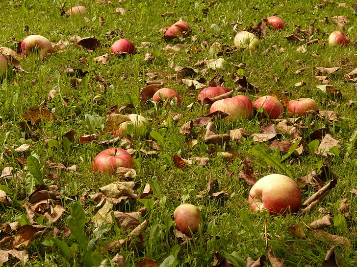 ābolu, pļavas, ražas, savākšana, straujā, dārza, augļi