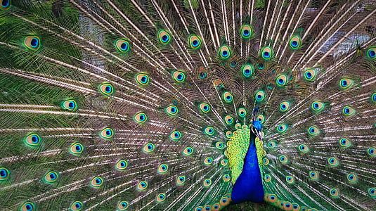 paabulind, lind, Ilu, Värv, sinine, roheline, Peacock sulgede