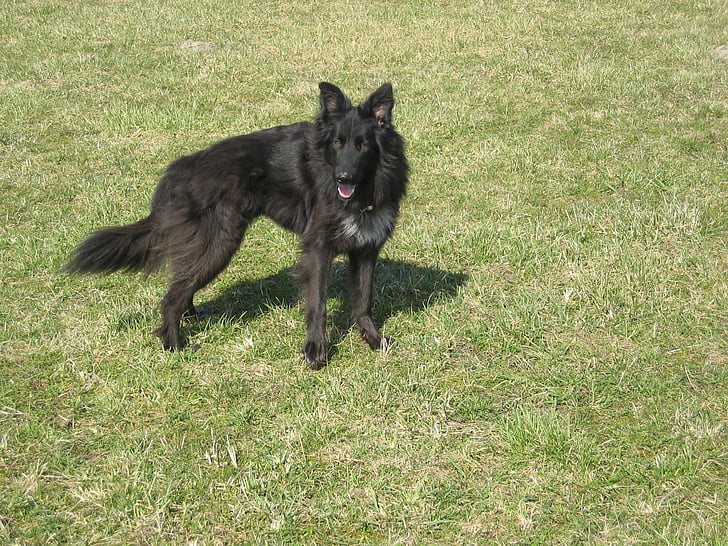 dog, black, pet, fur, schäfer dog, german longhaired pointer, good