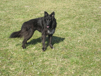 kutya, fekete, PET, szőrme, Schäfer kutya, Hosszúszőrű német Vizsla, jó