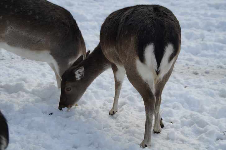 roe deer, fallow deer, wild, winter, snow, winter fur, wintry