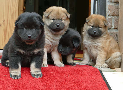jeunes chiens, eurasiens, mignon, curieux, Sweet