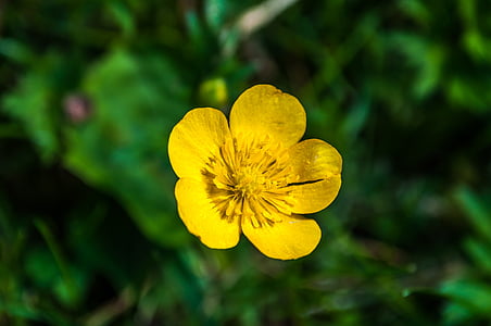 buttercup, caltha palustris, pointed flower, meadow, yellow, green, flowers