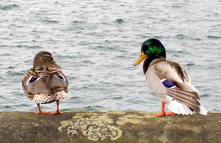 ducks, drake, couple, pair, two, waterfowl, pair of ducks
