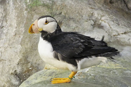 puffin, bird, waterfowl, wildlife, nature, rock, enclosure