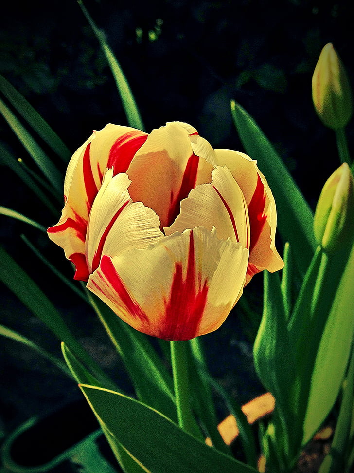Tulipa, flor, floral, primavera, natura, colors, floració