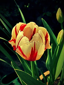 Tulip, blomst, blomster, våren, natur, fargerike, blomstrende