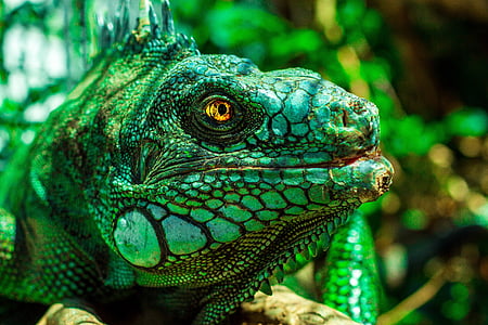iguana, eyes, nature, reptile, animal, lizard, brazil