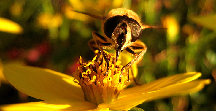 пчела, Блосъм, Блум, макрос, цвете, насекоми, цветен прашец