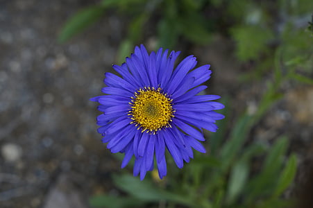 Aster, kukka, Blossom, Bloom, kesällä, sininen, kirkas