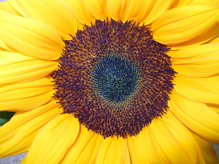 Sun flower, Zamknij, kwiat, Bloom, żółty
