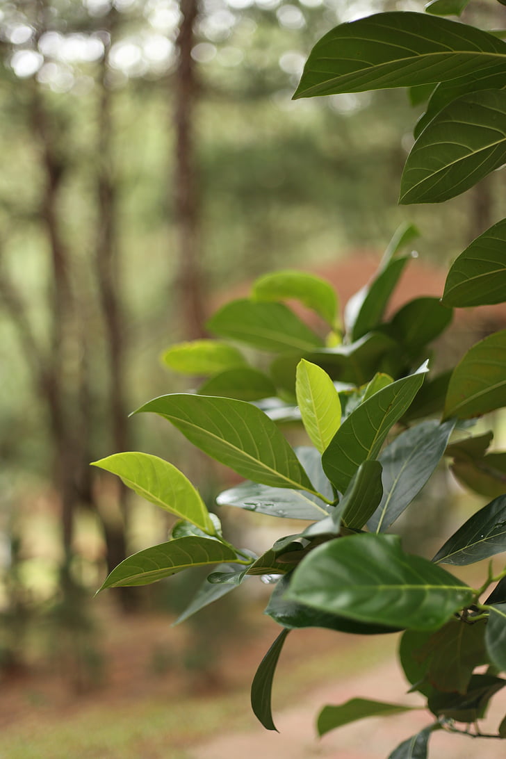 Leaf, grön, Dalat