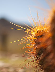 cactus, tilt, shift, lens, photo, prick, sunshine
