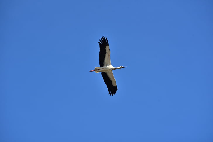 Stork, himmelen, fly, svart hvitt, Bill, rangle stork, hvit stork