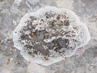 lichene di crosta, roccia, calcare, lichene, crescita del lichene, grigio, parellflechte