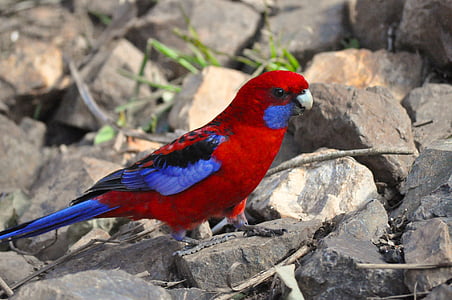 Crimson rosella, Rosella, pták, volně žijící zvířata, Papoušek, Austrálie