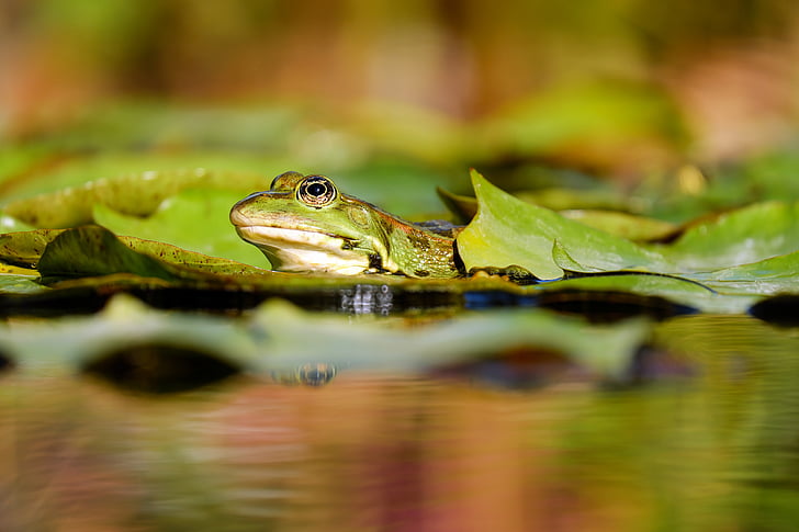 frog, water frog, frog pond, amphibian, animal, green frog, sitting