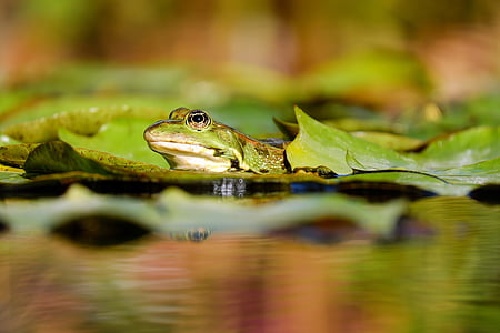 Frosch, Wasser-Frosch, Frosch-Teich, Amphibie, Tier, grüner Frosch, sitzen