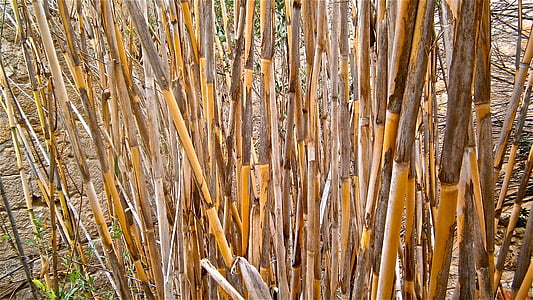 cane, arundo donax, stems cylindrical, vegetable, botany, nature, wallpaper