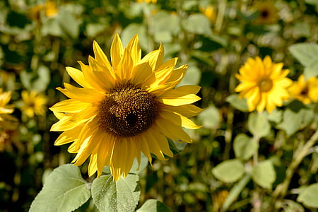 bunga matahari, Blossom, mekar, musim panas, bunga, tanaman, alam