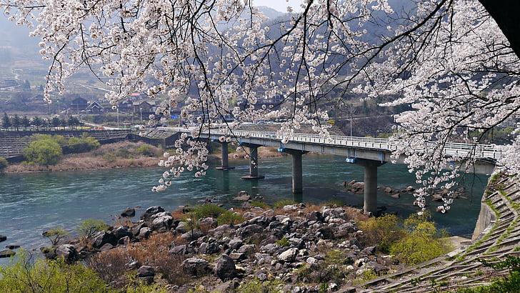 flor del cirerer, Chungju llac, a la primavera, que estic de tornada