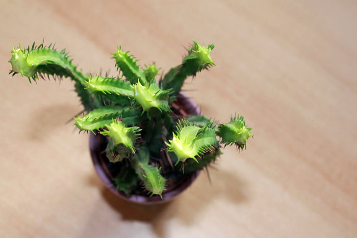 Cactus, plant, ingemaakte plant