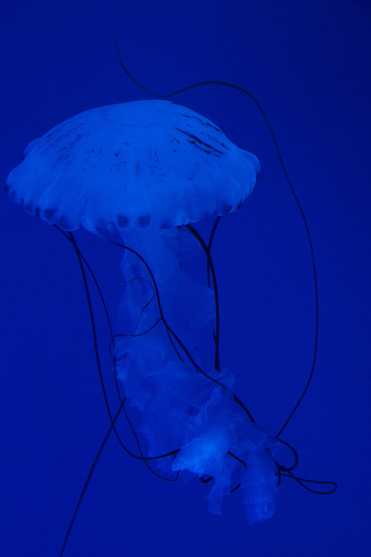 medusas, moluscos, fluorescente, es fluorescente, acuario, agua, animales acuáticos