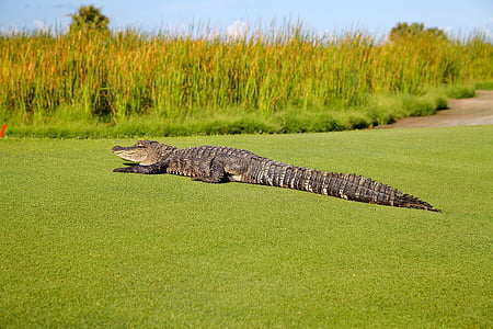 aligator, golf igrišče, prosto živeče živali, narave, portret, počiva, plazilcev