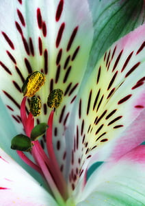 Lily, støvdragere, pollen, blomst, plante, natur, Smuk