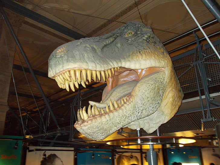 múzeum, História, prírodné, dinosaurus, Jurský, Tyrannosaurus