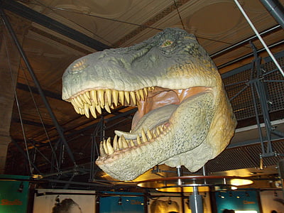 el Museo de, historia, natural, dinosaurio, Jurásico, Tyrannosaurus