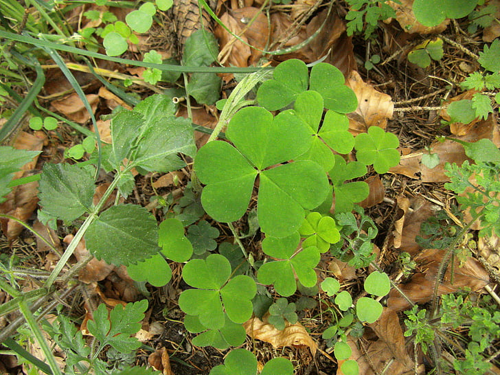 luck, klee, lucky clover, sorrel, vierblättrig, lucky messenger, common sorrel plant