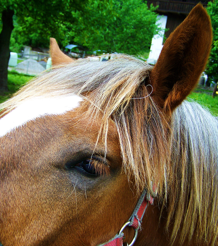 horse's eyes, horse ears, mane, animal