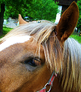 occhi del cavallo, orecchie di cavallo, criniera, animale