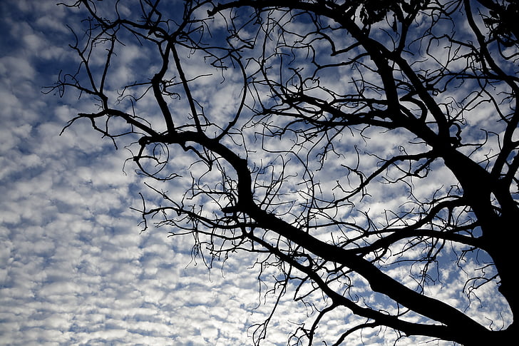 albero, cielo, nuvole, ramoscelli, natura, blu, vecchio albero