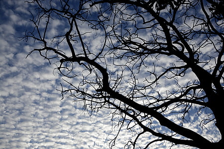 tree, sky, clouds, twigs, nature, blue, old tree